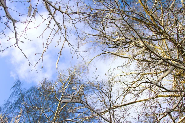 Prachtig winterlandschap — Stockfoto