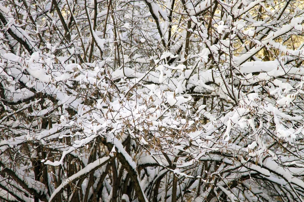 Prachtig winterlandschap — Stockfoto