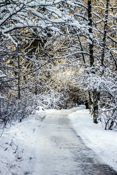 Beautiful winter landscape — Stock Photo, Image