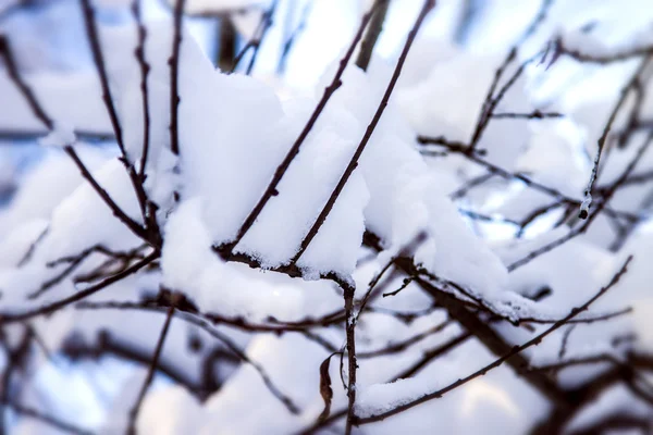 Prachtig winterlandschap — Stockfoto