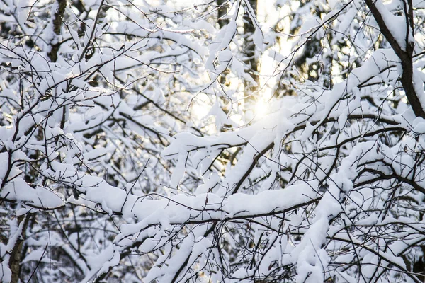 Prachtig winterlandschap — Stockfoto