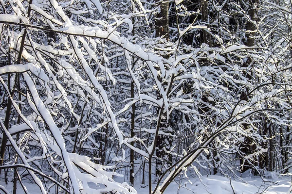 Bellissimo paesaggio invernale — Foto Stock