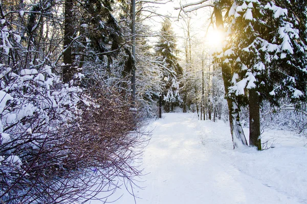 Prachtig winterlandschap — Stockfoto