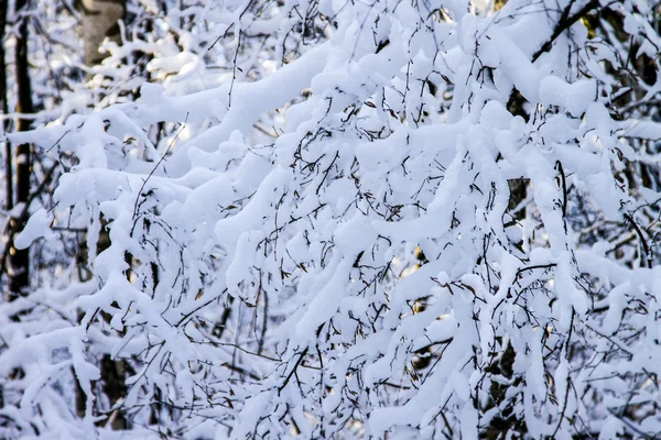 Prachtig winterlandschap — Stockfoto