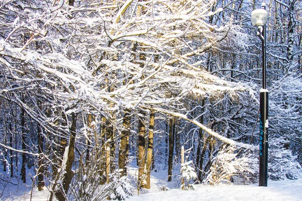 Prachtig winterlandschap — Stockfoto