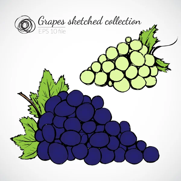 Grape hand dras illustration — Stock vektor