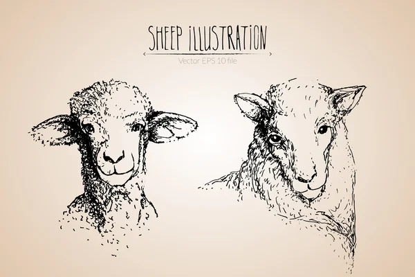 Новогодние овцы — стоковый вектор