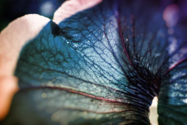 Vacker blommig abctract bakgrund — Stockfoto