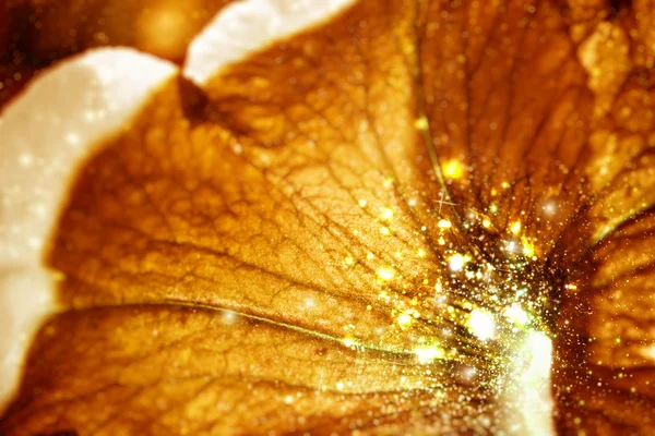 Güzel çiçek abctract arka plan — Stok fotoğraf