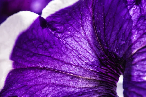 Vacker blommig abctract bakgrund — Stockfoto
