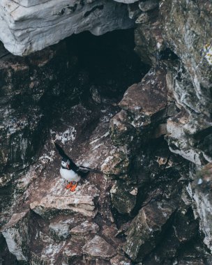 Martı biraz esniyor.