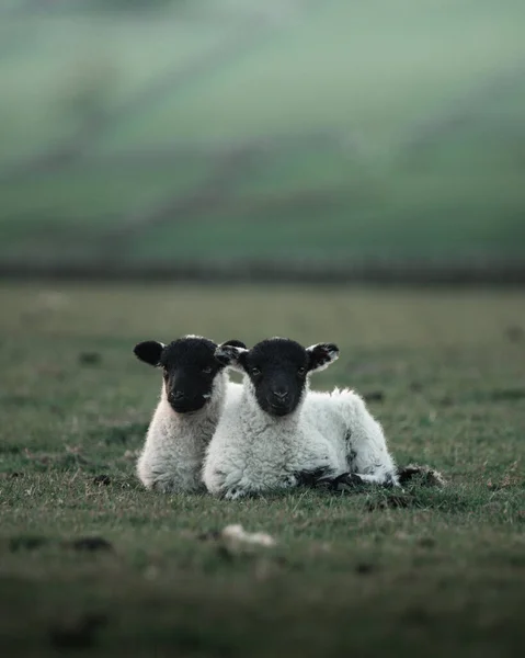 Dois Cordeirinhos Sentados Juntos Num Campo — Fotografia de Stock