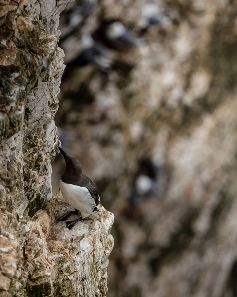 Klein Vogeltje Klif Neemt Een Pauze — Stockfoto