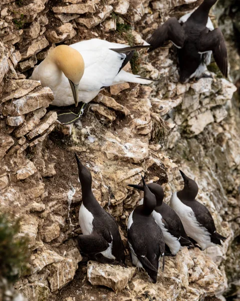 Vögel Umklammern Felsen Den Bempton Cliffs — Stockfoto