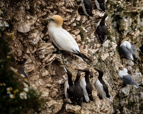 Pájaros Agarrando Rocas Bempton Cliffs — Foto de Stock
