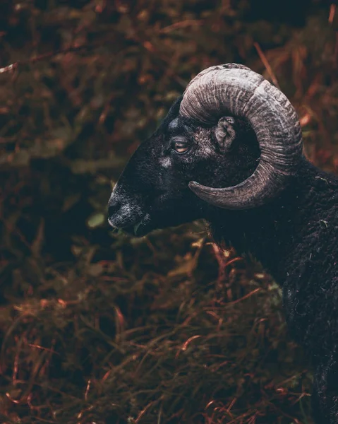 Black Ram Portrait Dark Moody Vibe — Stock Photo, Image