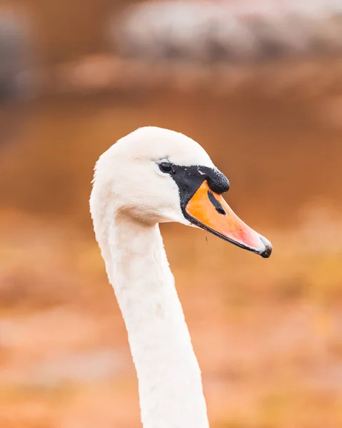 Labutí Hrdina Výstřel Podzimním Pocitem — Stock fotografie