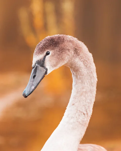 Cygnet Tiro Herói Com Uma Sensação Outono — Fotografia de Stock