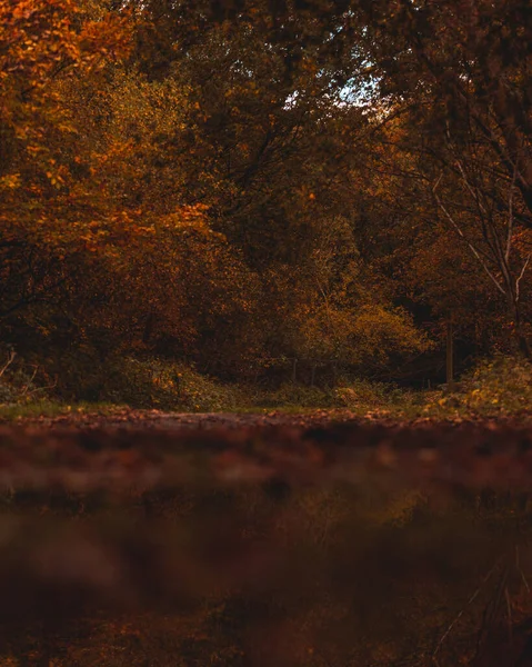 Bosque Otoño Con Reflejo Agua — Foto de Stock