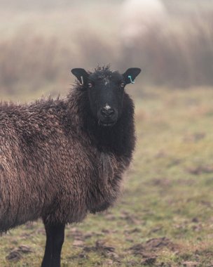 Tarladaki bir koyunun portresi