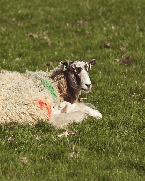 Dois Cordeiros Bebê Com Sua Mãe Campo Apreciando Luz Sol — Fotografia de Stock