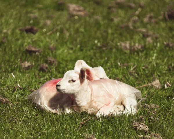 Zwei Lämmchen Auf Einem Feld Genießen Die Sonne — Stockfoto