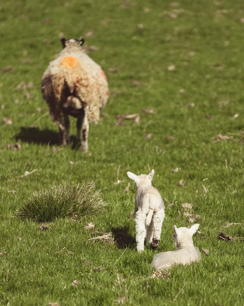 Zwei Baby Lämmer Mit Ihrer Mutter Auf Einem Feld Und — Stockfoto