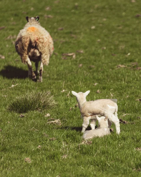 Dois Cordeiros Bebê Com Sua Mãe Campo Apreciando Luz Sol — Fotografia de Stock