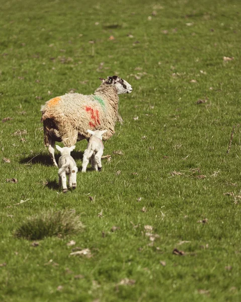 Due Agnelli Bambino Con Loro Madre Campo Godendo Sole — Foto Stock