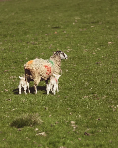 两只小羊和它们的妈妈在田野里享受阳光 — 图库照片