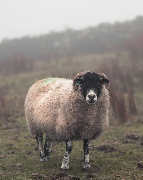 Porträt Eines Schafes Auf Einem Feld — Stockfoto