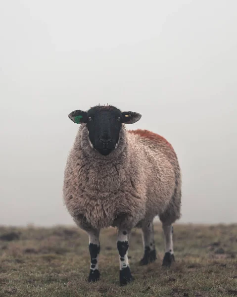 Retrato Uma Ovelha Campo — Fotografia de Stock