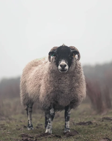 Portrait Mouton Dans Champ — Photo