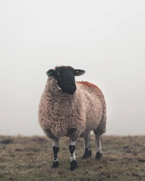 Ritratto Pecora Campo — Foto Stock