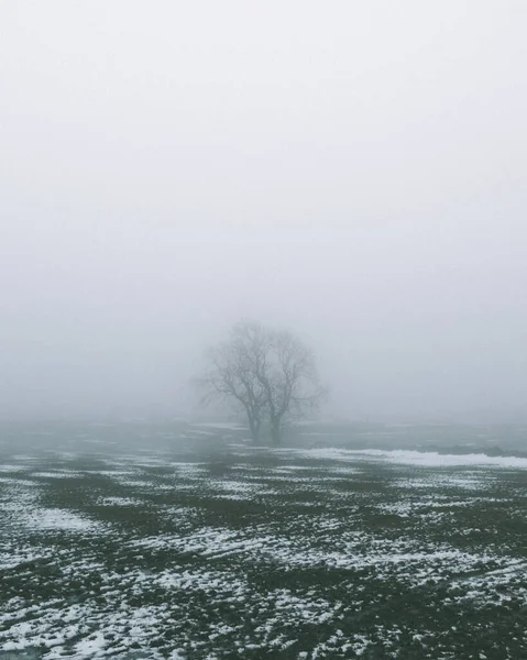 Brouillard Enveloppant Arbre Solitaire Dans Champ Avec Une Dispersion Neige — Photo