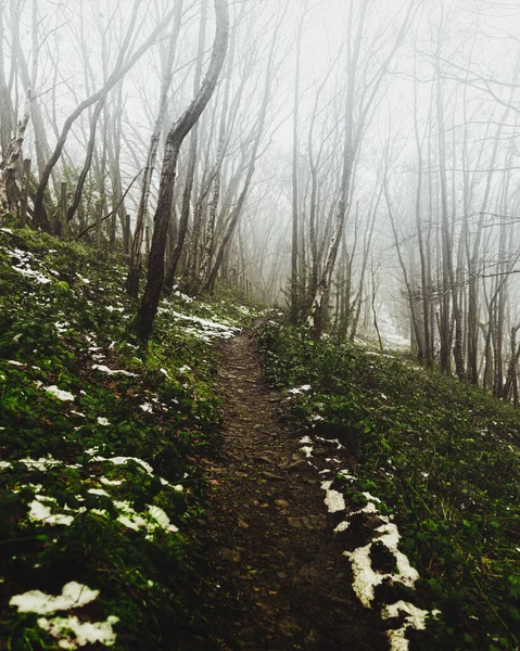 Schmelzender Schneeweg Durch Den Nebligen Wald — Stockfoto