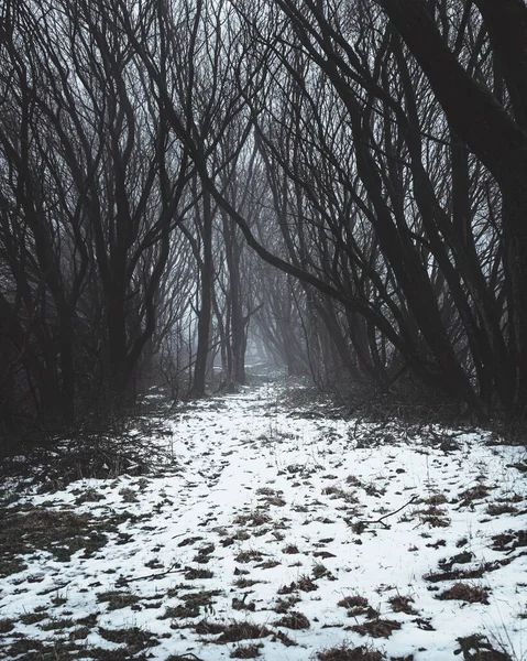 Pădure Acoperită Zăpadă Fundal Cețos — Fotografie, imagine de stoc