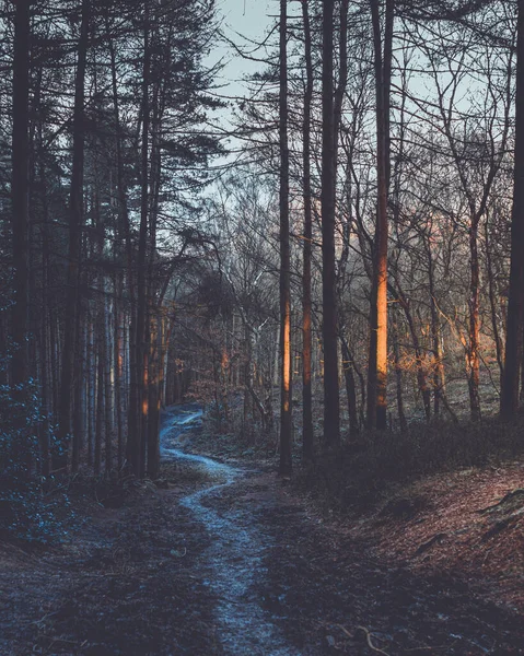 Calea Noroioasă Pădurii Care Duce Prin Pădure — Fotografie, imagine de stoc