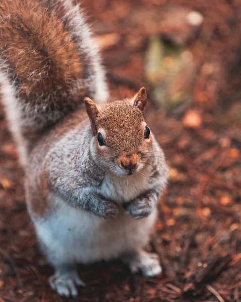 Großaufnahme Eines Klobigen Eichhörnchens Auf Der Suche Nach Nüssen Für — Stockfoto