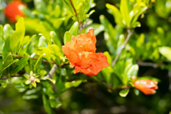 Gardens and gardening: pomegranate flowers. Pomegranate in bloom