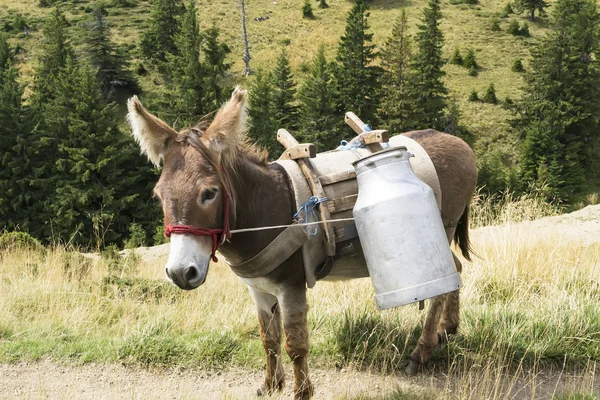 Åsnan från fårfålla Stockfoto