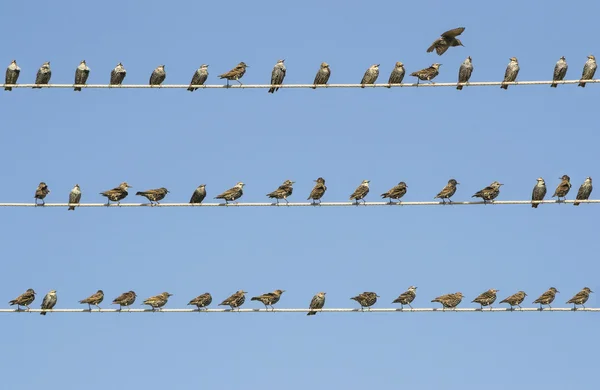 Starlings kawanan pada tiga kabel — Stok Foto