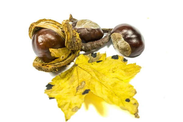 Frutti di castagno e foglia gialla — Foto Stock