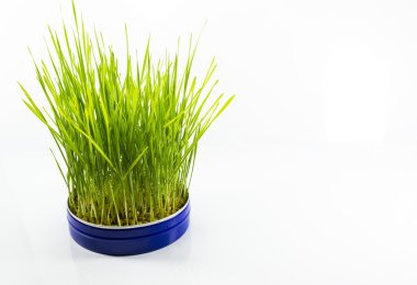 germinated buğday