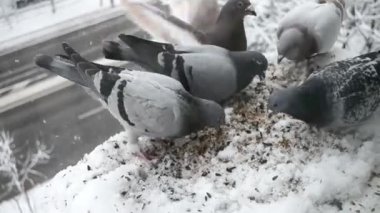 Güvercin besleme çılgınlık