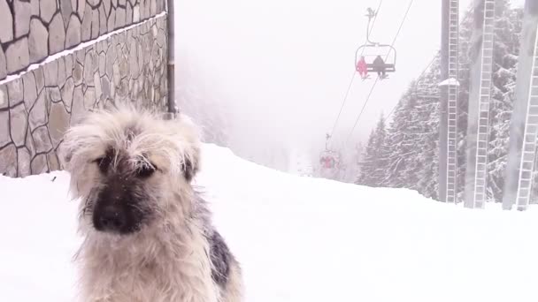 Montaña perro congelación — Vídeo de stock