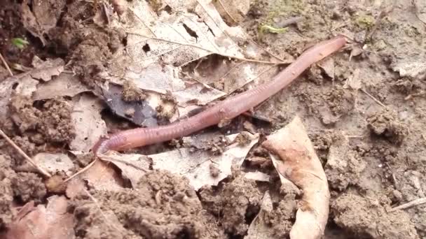 Gusano de tierra arrastrándose — Vídeo de stock