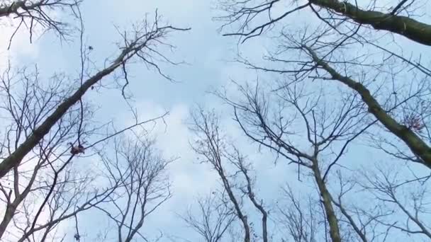 Enroulement du couvert forestier 