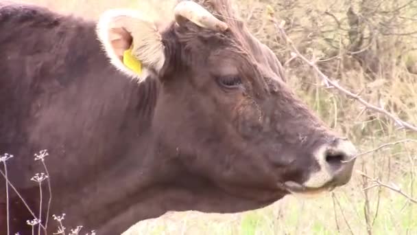 Корова облизывает свою морду. — стоковое видео