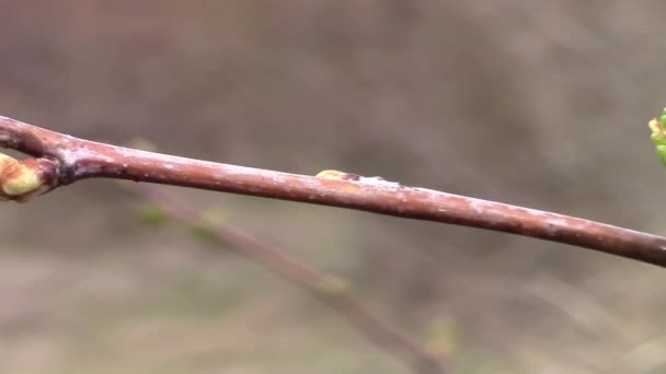 Frühlingsknospen — Stockvideo